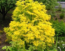 Бузина красная 'Плюмоза Аурея'