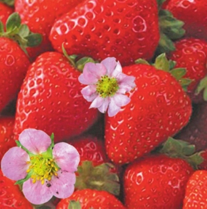 Земляника (клубника) 'Уралочка розовая'