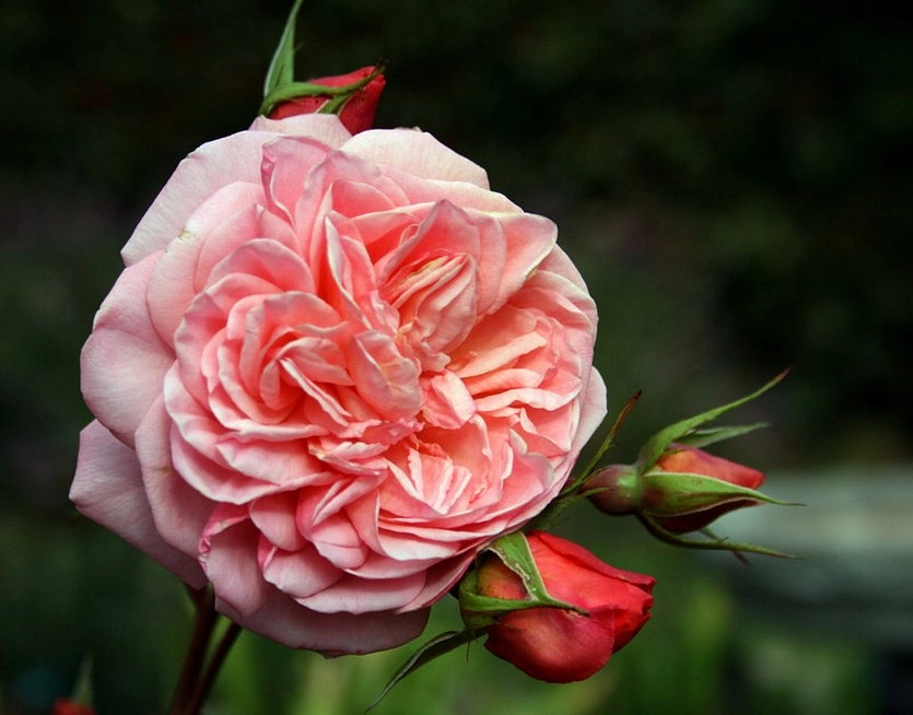 Роза 'Луи Клементс' (шраб) (розовая)