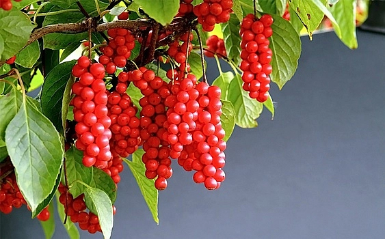 Лимонник китайский 'Миф'