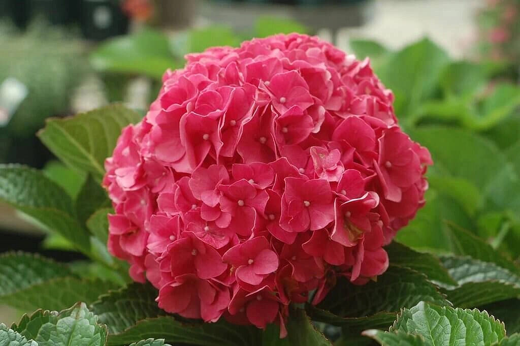 Гортензия крупнолистная 'Глоуинг Эмберс'