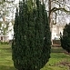 Тис ягодный (Taxus baccata)