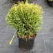 Туя западная 'Литл Гиант'