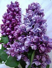 Сирень обыкновенная 'Адмирал Кузнецов' (насыщенно-сиреневая)