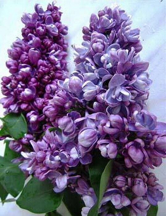 Сирень обыкновенная 'Адмирал Кузнецов' (насыщенно-сиреневая)