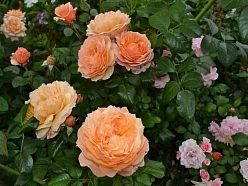 Роза 'Капри' (чайно-гибридная) (абрикосовая)