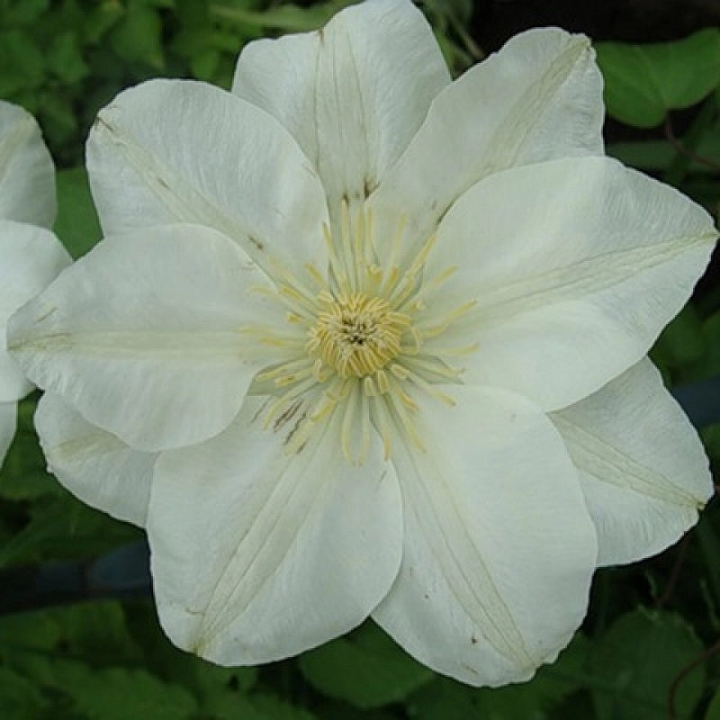 Клематис крупноцветковый 'Дженси Крим'