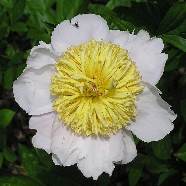 Пион молочноцветковый 'Мун оф Нииппон'