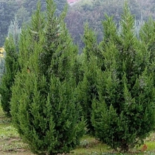Можжевельник китайский 'Кетелери'