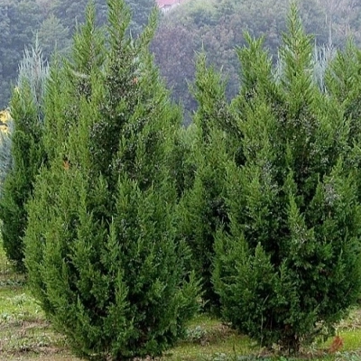 Можжевельник китайский 'Кетелери'
