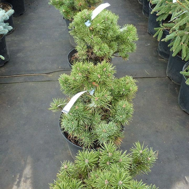 Сосна горная 'Гном'