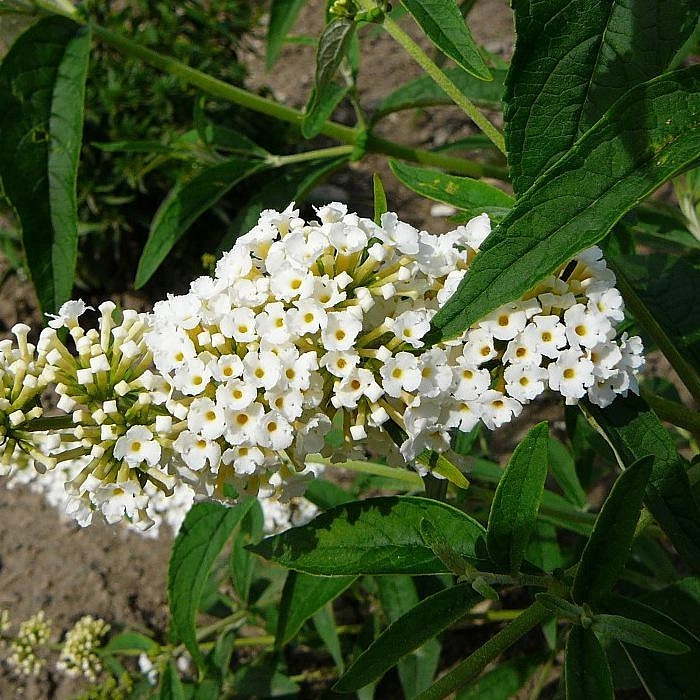 Буддлея Давида 'Уайт Болл'