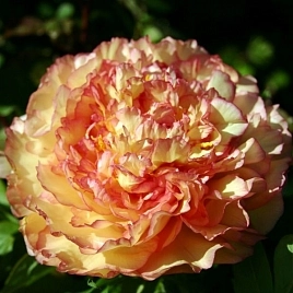 древовидный Кинкаку (suffruticosa Kinkaku)