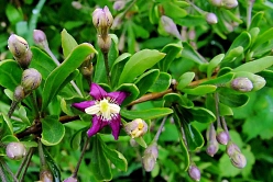 Дереза обыкновенная