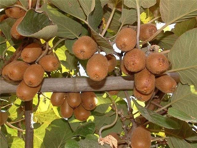 Актинидия полигама 'Абрикосовая'