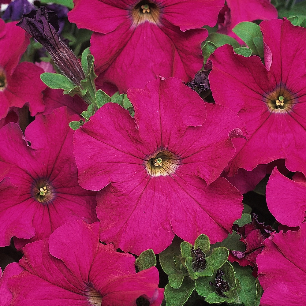 Петуния гибридная крупноцветковая 'Карпет Лилак' (лиловая)