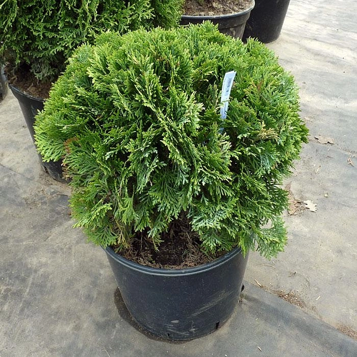 Туя западная 'Даника'