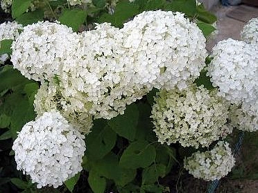 Гортензия древовидная 'Баунти'