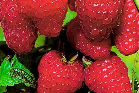 Малина 'Элегантная'