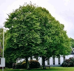 Липа европейская 'Эухлора'