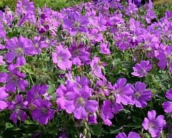 Герань гибридная 'Сирак'