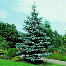 Ель колючая 'Хупси'