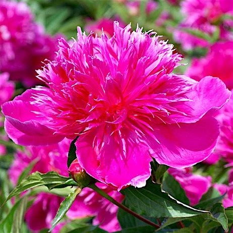 Пион молочноцветковый 'Ред Спайдер' (малиновый)