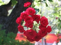 Роза 'Скарлет Мейдиланд' (шраб) (вишнево - красная) Роза 'Скарлет Мейдиланд' (шраб) (вишнево - красная)