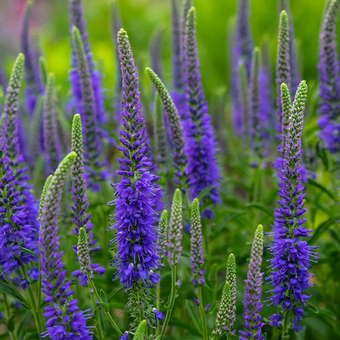 Вероника колосковая 'Блю Тон' (синяя)