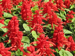 Сальвия мучнистая 'Виктория Блю' (синяя)