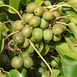 Актинидия Джиральди 'Туземка'