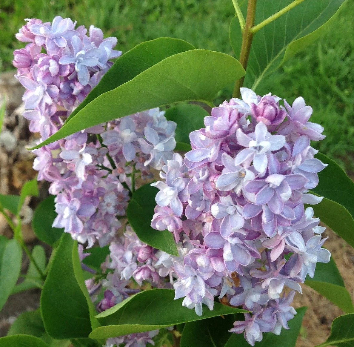 Сирень обыкновенная 'Ле Нотр' (лилово - голубая)