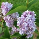 Сирень обыкновенная 'Ле Нотр' (лилово - голубая)