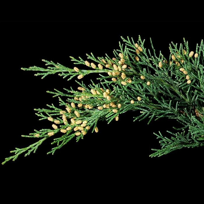 Можжевельник китайский Обелиск (Obelisk) Можжевельник китайский Обелиск (Obelisk)