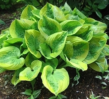 Хоста гибридная (вздутая, волнистая) 'Саммер Бриз'