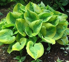 Хоста гибридная (вздутая, волнистая) 'Саммер Бриз'