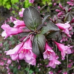 Вейгела цветущая 'Фолис Пурпуреис' Вейгела цветущая 'Фолис Пурпуреис'