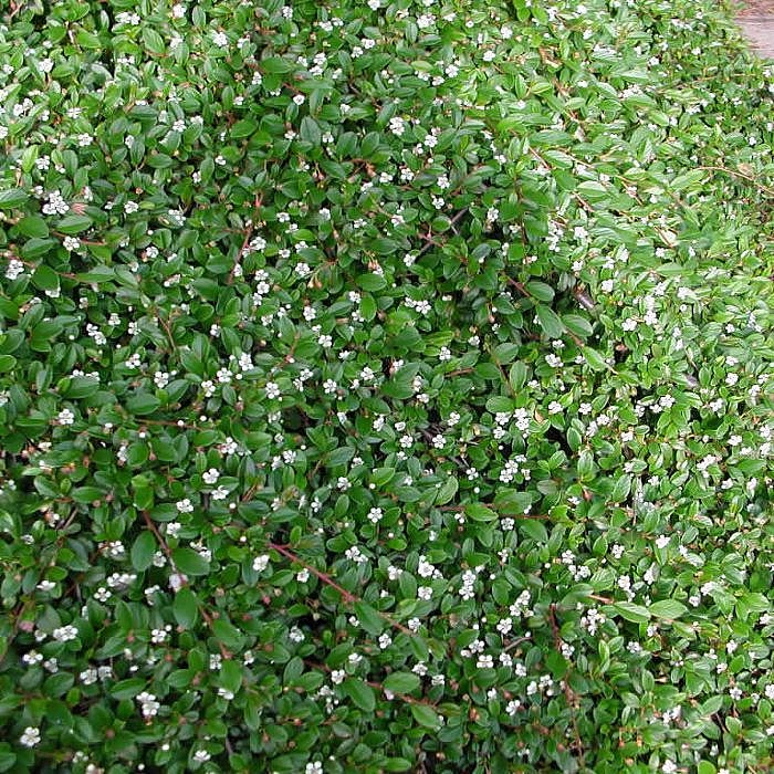 Кизильник Даммера