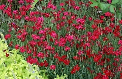 Гвоздика травянка 'Бриллиант' (красная)