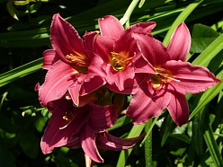 Лилейник гибридный 'Бурбон Кингс'