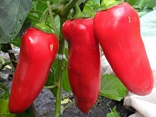 Перец 'Алеша Попович'