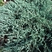 Можжевельник казацкий 'Блю Спаркл'