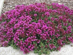 Тимьян (ползучий) ранний 'Крипин Рэд'