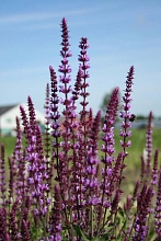 Сальвия дубравная (Шалфей) 'Аметист'