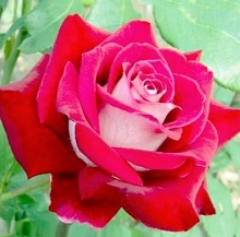 Роза 'Динамит' (чайно-гибридная) (красная с белым)