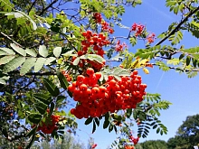 Рябина обыкновенная 'Россика Майор'