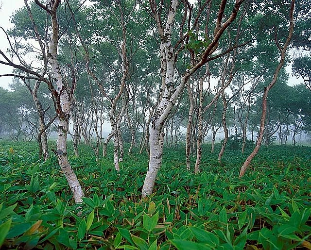 Береза Эрмана