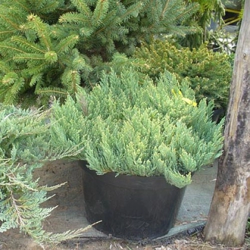 Можжевельник горизонтальный 'Грей Перл' Можжевельник горизонтальный 'Грей Перл'