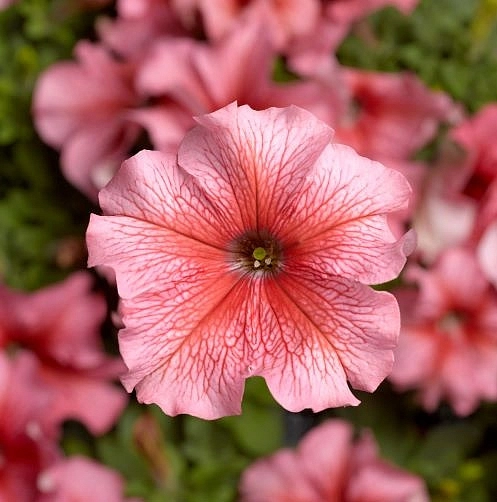 Петуния (сурфиния) гибридная 'Тритуния Салмон Вейнд' (лососевая с прожилками)