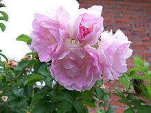 Роза 'Ритаусма' (шраб) (розовая)